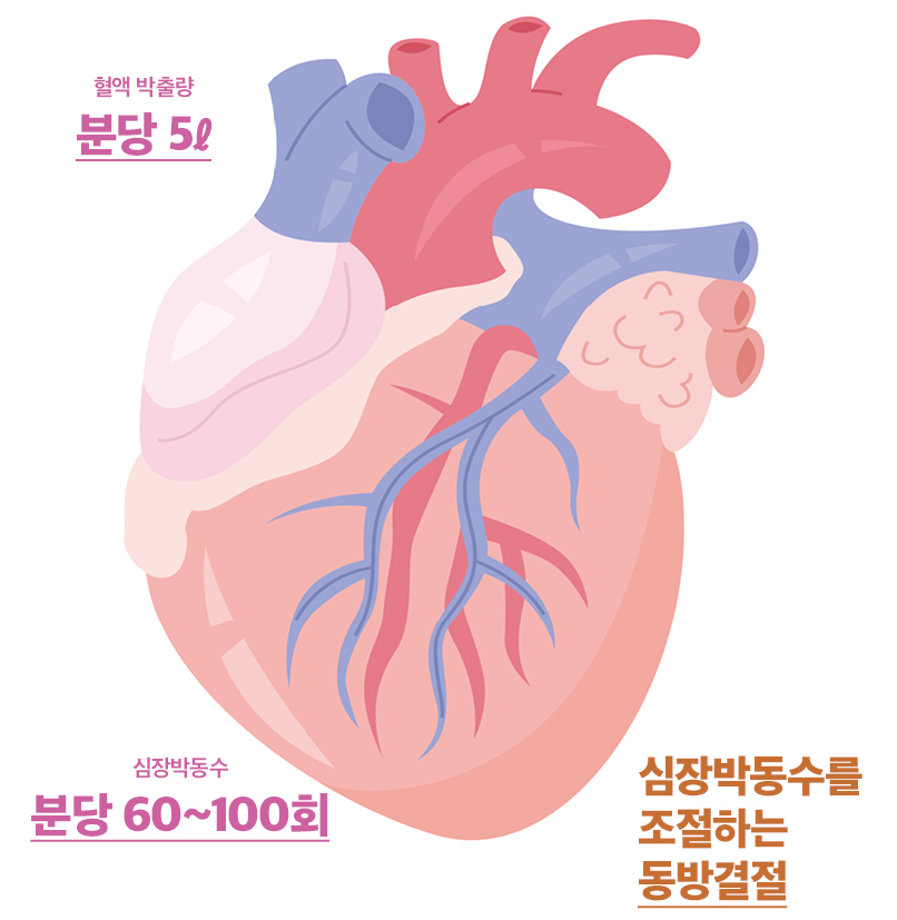[건강소식 4월호]하루에 약 10만 회를 뛰는 몸의 펌프, 심장